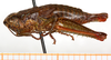 CollectionObject 1499566; fb6e66b6-6489-47bc-9047-0a6fd32a4ae5: female, lateral view (allotype of Jivarus albolineatus). (CollectionObject).
