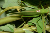 Mendesius albosignatus Piza, 1960: male (RPPN UFMS, Campo Grande, Mato Grosso do Sul, Brazil). (Otu).