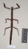 CollectionObject 1559458; NHMUK(SF IMPORT DUPLICATE) 844621, 9b490768-d036-4de7-b05c-5ef3bf418c8c: copyright Natural History Museum, London. female Hermogenes hosei (holotype). (CollectionObject).