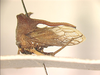 Streonus Capener, 1968: _Streonus tenebrosus_. (Otu).