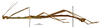 CollectionObject 1560677; 21a9069e-21c3-4a30-b8df-ff3aab0380ac: copyright MNHN, Paris. male, lateral view (holotype). (CollectionObject).