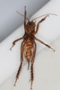 CollectionObject 1505597; 115debb9-a969-4567-8ba3-29bb6b007351: Female, ventral view (syntype). (CollectionObject).