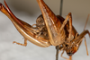 CollectionObject 1531297; 727f9087-bf3f-4eca-9c40-db81d8fce988: female, posterior view (holotype). (CollectionObject).