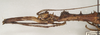CollectionObject 1557789; 3dbae34f-799a-4b2d-93e0-5e62a0c77327: copyright St. Petersburg. female: head and thorax, lateral view (syntype). (CollectionObject).