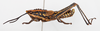 CollectionObject 1504689; 3d442c7f-2480-43e6-90c4-95a7cbbd338c: male, lateral view (holotype). (CollectionObject).