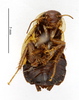 CollectionObject 1587608; MNHN(SF IMPORT DUPLICATE) MNHN-EP-EP1524, 5dd41185-d8b7-4753-917b-7317104a41bf: CC BY-NC-ND 4.0/MNHN - Depraetere Marion - 2014. Syntype, female, of variabile Shelford, 1910. Specimen number: MNHN-EP-EP1524. http://coldb.mnhn.fr/catalognumber/mnhn/ep/ep1524. (CollectionObject).