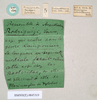 CollectionObject 1559196; 04b1808d-323a-4a0e-8c96-cdfdb5a7d908: copyright Natural History Museum, London. female, data labels (paralectotype). (CollectionObject).