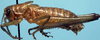 CollectionObject 1522438; faaf9315-2d28-4825-bb39-34eb53b0a5b9: male (holotype). (CollectionObject).