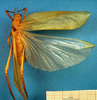 CollectionObject 1501748; 9700b8dc-5ad5-4e30-a9f2-05b9db525955: female, dorsal view. (CollectionObject).