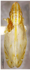 Habitus, dorsal view on Concaveplana spinata Chen & Li, 1998: (Observation).