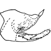 Pygofer, lateral view on Eupteryx (Eupteryx) omani Christian, 1956: Genital capsule, lateral view. (Observation).