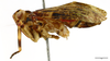 Habitus, lateral view: !! display not done !! on Sakina boulardi Synave, 1979: (Observation).