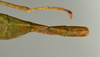 CollectionObject 1559846; abb1d81c-bde9-4d41-9cf0-f80d4edba0ee: copyright USNM, Washington. (CollectionObject).;CollectionObject 1559847; e611e944-2d48-40fc-b5bd-7cd65ae6fc57: copyright USNM, Washington. (CollectionObject).