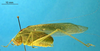 CollectionObject 1505313; b71307e7-dc91-41fb-aa40-cd0250c9d017: male, lateral view (holotype). (CollectionObject).