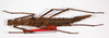 CollectionObject 1558620; 004f81cf-8f5b-48fe-ba2e-596cce0b9a6d: copyright ZMB, Berlin. female (paralectotype). (CollectionObject).;CollectionObject 1558621; 457bf35d-10cc-44dd-a7df-44b20b9cad56: copyright ZMB, Berlin. female (paralectotype). (CollectionObject).;CollectionObject 1558622; 57bd3c81-712d-4b8f-bcf9-b8a17e12b6db: copyright ZMB, Berlin. female (paralectotype). (CollectionObject).