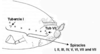 Position of Marginal Tubercles of Sub-tribe Aphidina. Depicts Stylus., an Observation.