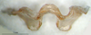 CollectionObject 1521414; fe68ce02-3220-4202-9f87-e3c6ad6f8a03: male, epiphallus (holotype). (CollectionObject).