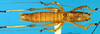 CollectionObject 1505284; 0571491d-77a1-47da-99c7-2421275d1856: male, dorsal view (holotype). (CollectionObject).