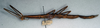 CollectionObject 1558604; 926895c9-7be4-4c68-b2ac-c48c74edc28f: copyright NMW, Vienna. female, lateral view (syntype). (CollectionObject).;CollectionObject 1558605; 8e8ce501-1cd2-4740-90e6-61494de6d88f: copyright NMW, Vienna. female, lateral view (syntype). (CollectionObject).