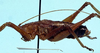 CollectionObject 1522319; dda5d4b7-da51-4e87-b81e-b9ac13fc07e9: male, lateral view (syntype). (CollectionObject).