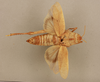 CollectionObject 1518692; 7bbac2b1-e336-4c2d-8aad-ae8bf009ba55: female, dorsal view (holotype). (CollectionObject).