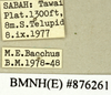 CollectionObject 1572879; fa43a020-c215-473b-bb77-5f596b654414: Copyright Natural History Museum, London. Labels from non-type (adult female) in BM(NH). (CollectionObject).