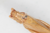 CollectionObject 1534181; de615154-af35-4605-848c-5b35b224c046: Male, dorsal view (syntype). (CollectionObject).