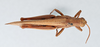 CollectionObject 2868650; 179c07d3-6ef6-46a1-891e-1a282a71ec6f, CNCI 981378: Stenocatantops splendens. Dorsal view. (CollectionObject).