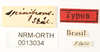 CollectionObject 1529897; NHRS NRM-ORTH 13034, 27e70674-7fd3-41ff-8aab-7716fbadf9d6: male, labels (holotype). (CollectionObject).