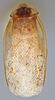 CollectionObject 1569182; b8076d55-03dc-4943-8302-291763f9dc93: Photo by Heidi Hopkins. Holotype, adult male, dorsal habitus. (CollectionObject).