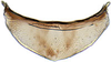 Sternite VIII (male): !! display not done !! on Limotettix Sahlberg, 1871: Limotettix striolus, valve, ventrally (INHS). (Observation).