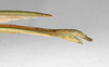 CollectionObject 1560064; d23926ac-6161-4256-921d-12a3deaa8fb7: copyright MNHU, Berlin. female: end of abdomen, lateral view of Phasma prasinum (lectotype). (CollectionObject).