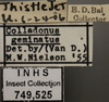 Other on Colladonus geminatus (Van Duzee, 1890): Labels. (Observation).