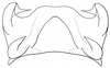 Eremogryllus hammadae Krauss, 1902: Fig. 67.5. epiphallus. (Otu).