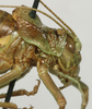 CollectionObject 1535935; c7be4576-e16f-47fe-ab79-c0e06bf541f5: female pronotum, lateral view (syntype). (CollectionObject).