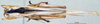 CollectionObject 1529065; ZIN 3224184, 235e25c4-3096-4eb3-95f7-f65a6ff7c3d9: female, dorsal view (paratype). (CollectionObject).
