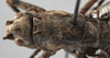 CollectionObject 1539785; 3d85e4a1-4860-45a6-98ae-b94497cbe1c8: male pronotum dorsal (holotype). (CollectionObject).