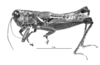 Chlorus vittatus Bruner, 1906: habitus. (Otu).