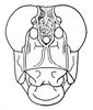 Lithidiopsis carinatus Dirsh, 1956: Fig. 20. male face. (Otu).