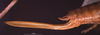 CollectionObject 1516838; 5316656a-e5d3-4b3d-8b5f-8be273231ef4: female ovipositor (holotype). (CollectionObject).
