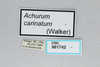 CollectionObject 2775443; CNCI 981742, bbb55178-be37-4178-9eeb-990a6a9ee235: Achurum carinatum. (CollectionObject).