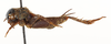 Modicogryllus (Modicogryllus) algirius finoti Chopard, 1967: male, lateral view (Type). (Otu).