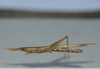 Cylindrotettix obscurus (Thunberg, 1827): female. (Otu).