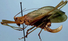 Sikoriella bimaculata Carl, 1914: female, lateral view (syntype). (Otu).