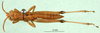 CollectionObject 1501268; cafec964-cc84-4889-88a4-2d2510cd742f: male, dorsal view (holotype). (CollectionObject).