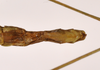 CollectionObject 1563547; 4cb63eca-55a4-4bab-a3eb-d42f21ed2c3e: copyright ZMHB, Berlin. female: end of abdomen, ventral view (paratype). (CollectionObject).