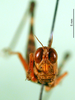 CollectionObject 1581782; 1ae8d2a9-8c14-4266-b930-ac561e872ec3: female, frontal view (allotype). (CollectionObject).
