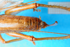 CollectionObject 1500146; 20d8e835-761e-445a-bf67-9b8cb7fbf6ad: female abdomen tip, dorsal view (holotype). (CollectionObject).