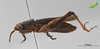 CollectionObject 2243691; Unioeste Cascavel K-0621, 920b9bf9-983a-4e54-b04a-10727b866356: Male, lateral view. (CollectionObject).