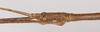 CollectionObject 1563014; 9c6c76f0-8f56-407b-908b-b2975b19d8ee: copyright MUSM. male: head, lateral view (holotype). (CollectionObject).